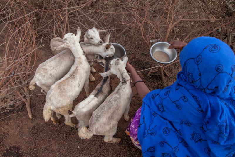 CERF approves $22 million loan to further scale up FAO action to prevent famine in Somalia	